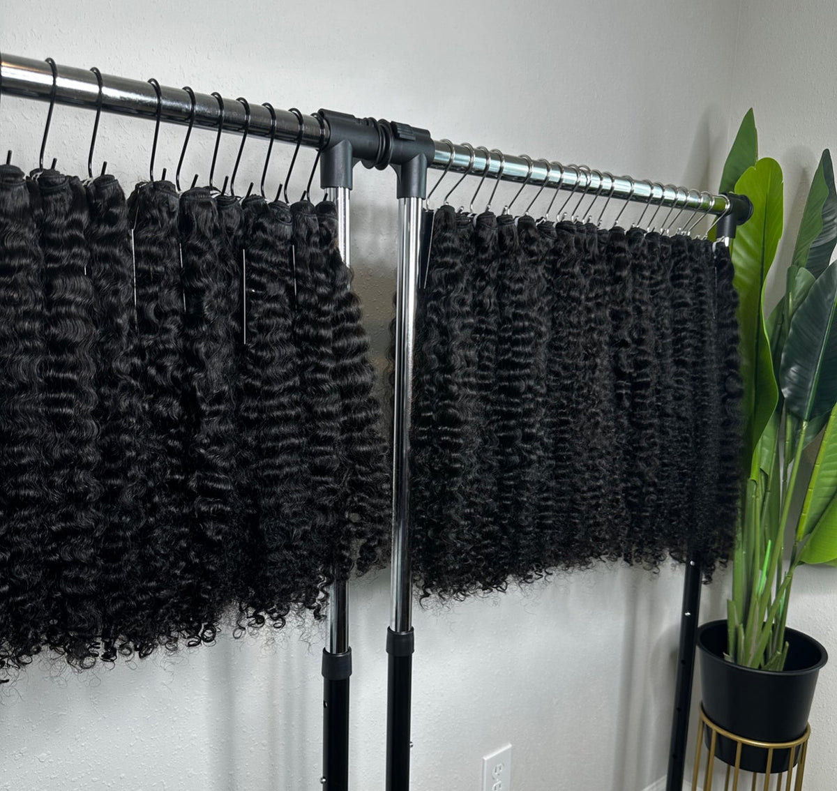 Burmese Curly 4 Bundle Deal